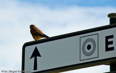 Wanderfalke (1 von 1).jpg